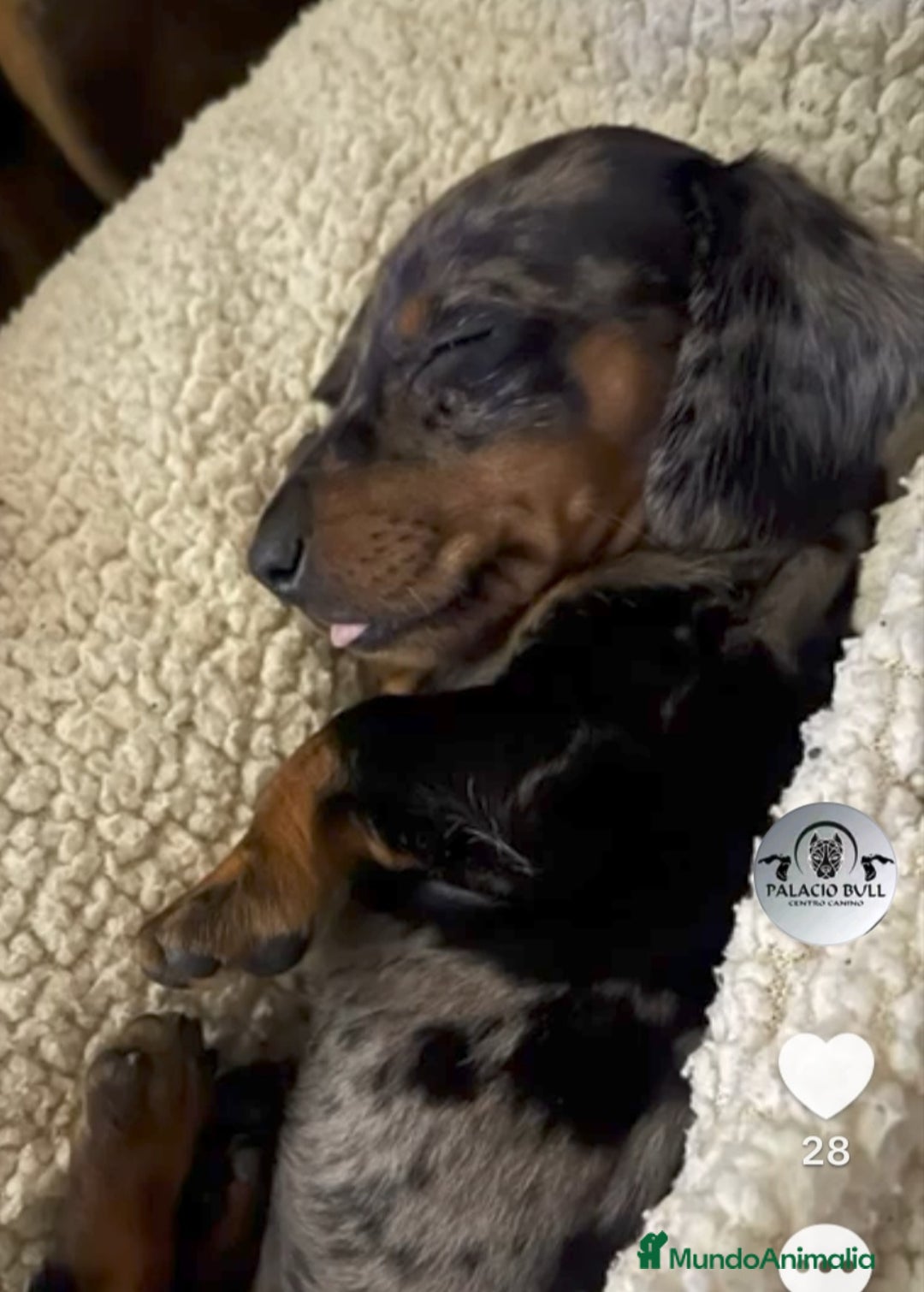 Teckel Miniatura perros en venta: Cachorros teckel arlequin chocolate  - Anuncio 6