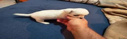 Chihuahua perros en venta: Chihuahua toy - Anuncio 2
