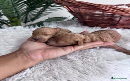 Caniche Toy perros en venta: CANICHE TOY - Imagen 1