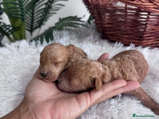 Caniche Toy perros - Anuncio 1