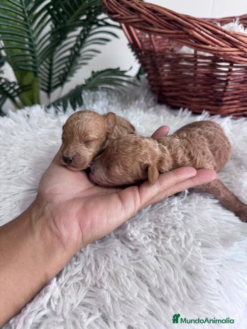 Caniche Toy perros - Anuncio 2
