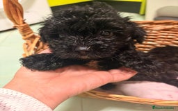 Raza Mixta perros en venta: Cachorritos de chipoo - Imagen 1