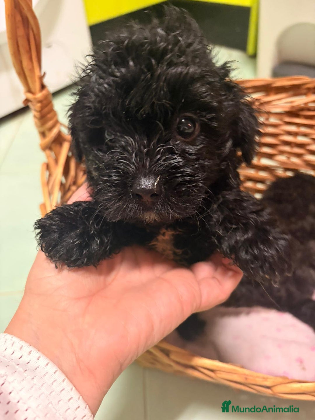 Raza Mixta perros en venta: Cachorritos de chipoo - Imagen 1