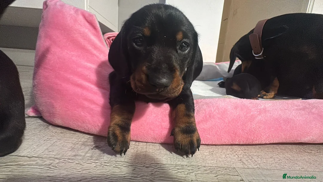 Teckel perros en venta: Teckel Hembra Negro fuego - Anuncio 2