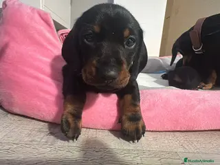 Teckel perros Teckel Hembra Negro fuego - Anuncio 9