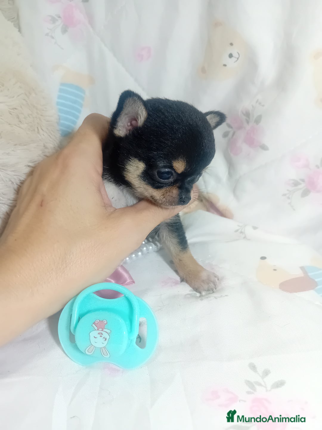 Chihuahua perros en venta: ‼️Chihuahuas muy cariñosos tamaño mini - Anuncio 4