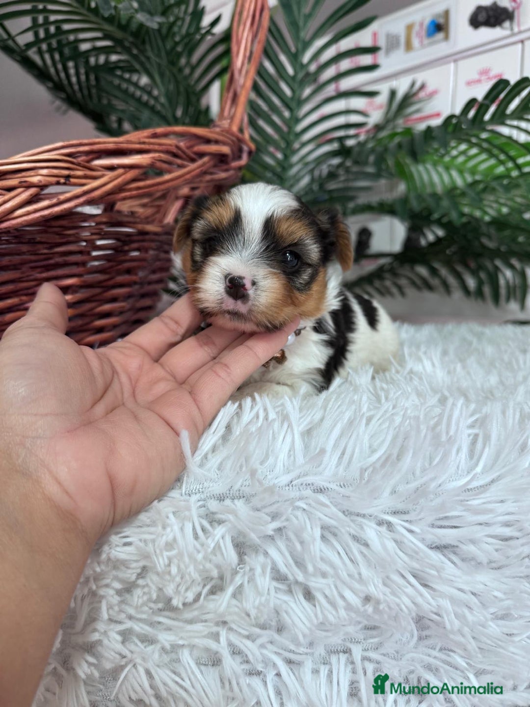 Yorkshire Terrier perros en venta: YORKSHIRE BIEWER HEMBRA - Anuncio 5