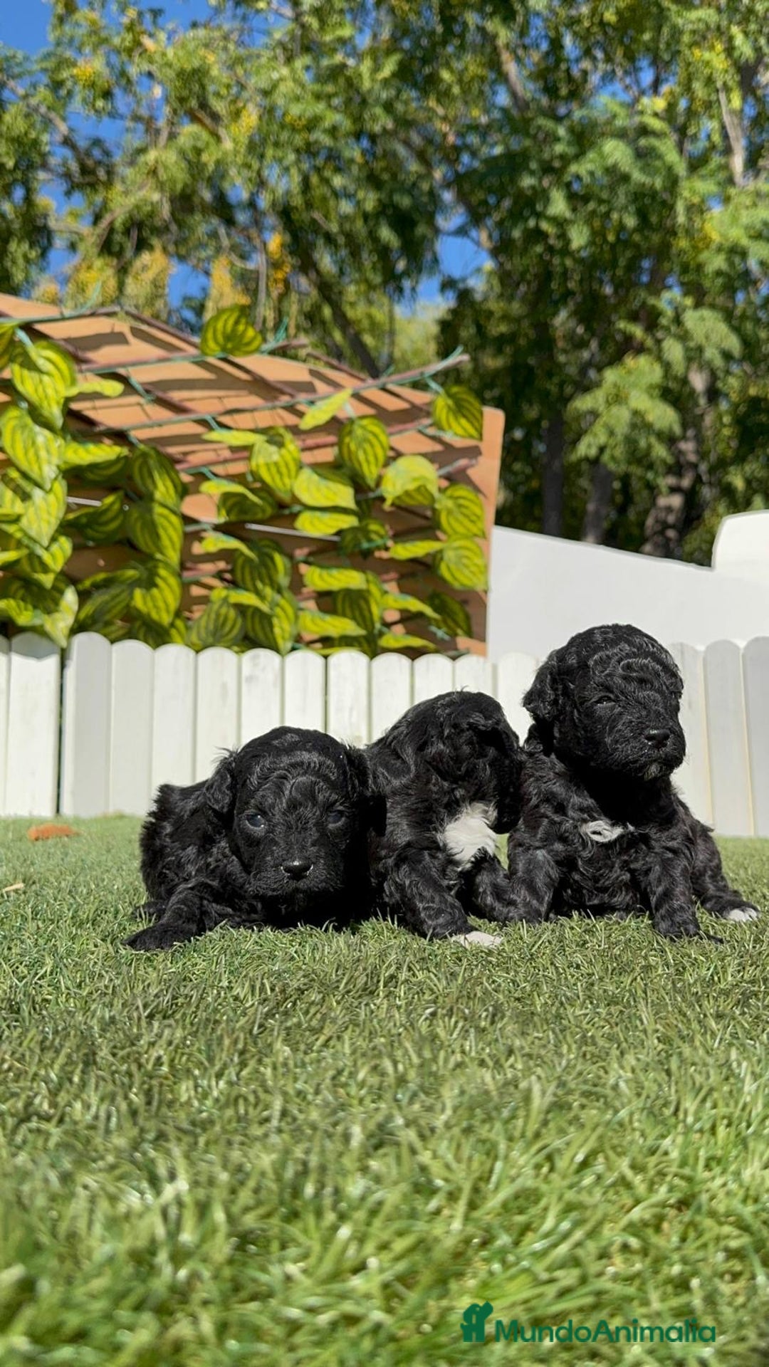 Caniche Toy perros en venta: CANICHE TOY - Imagen 9