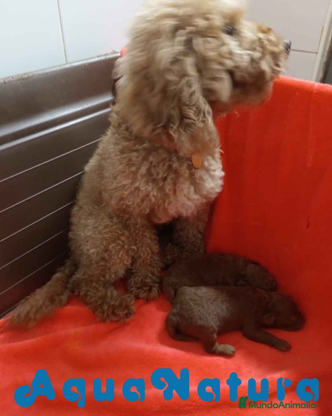 Caniche Toy perros en venta: Camada Caniche de Pastanaga AQUANATURA - Imagen 4