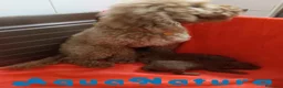 Caniche Toy perros en venta: Camada Caniche de Pastanaga AQUANATURA - Anuncio 4