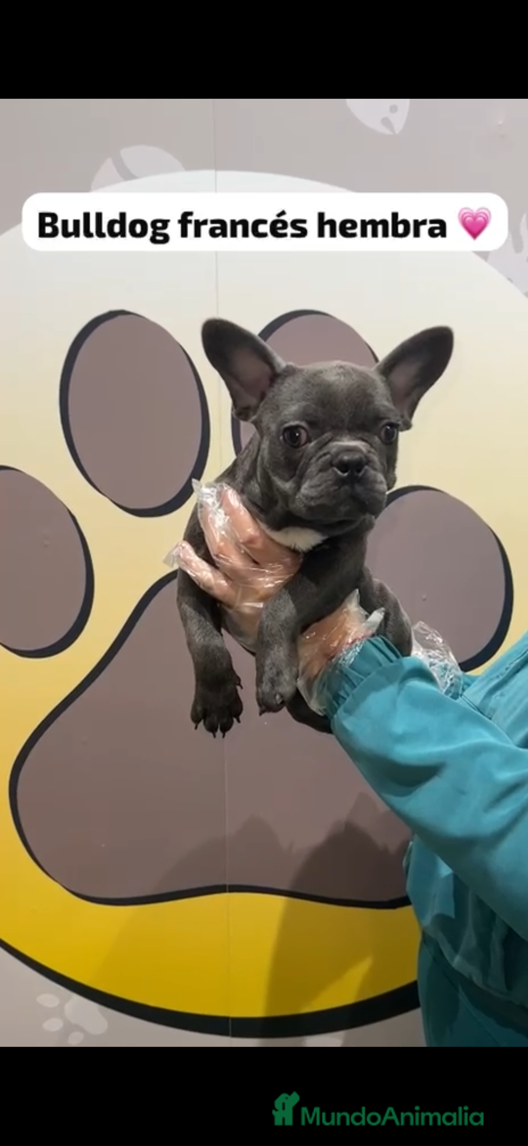 Bulldog Francés perros en venta: Bulldog francés blue hembra - Anuncio 1