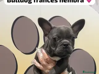 Bulldog Francés perros Bulldog francés blue hembra - Anuncio 38