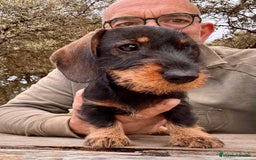 Teckel Miniatura perros en venta: Teckel miniatura  - Imagen 6