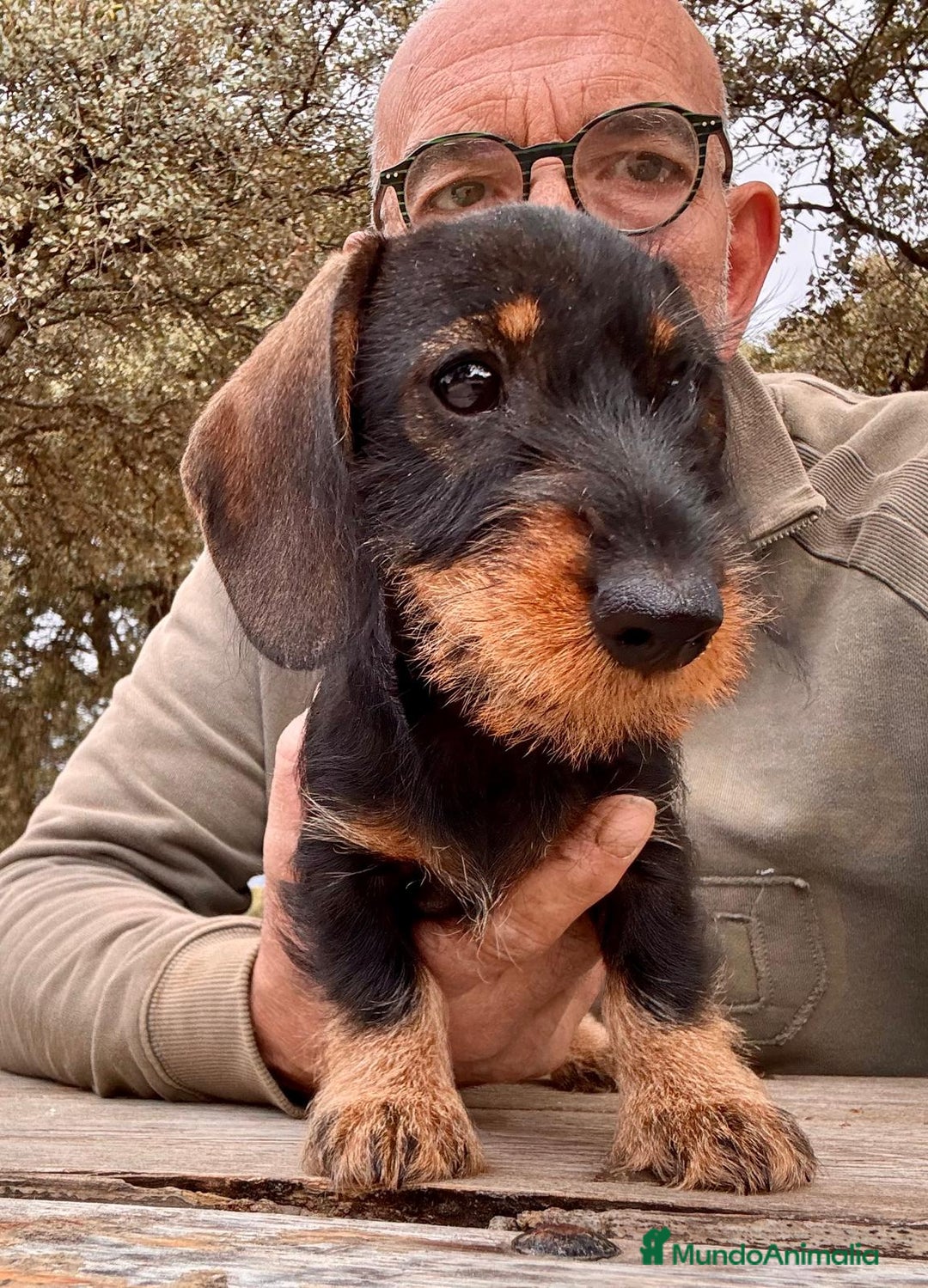 Teckel Miniatura perros en venta: Teckel miniatura  - Imagen 6