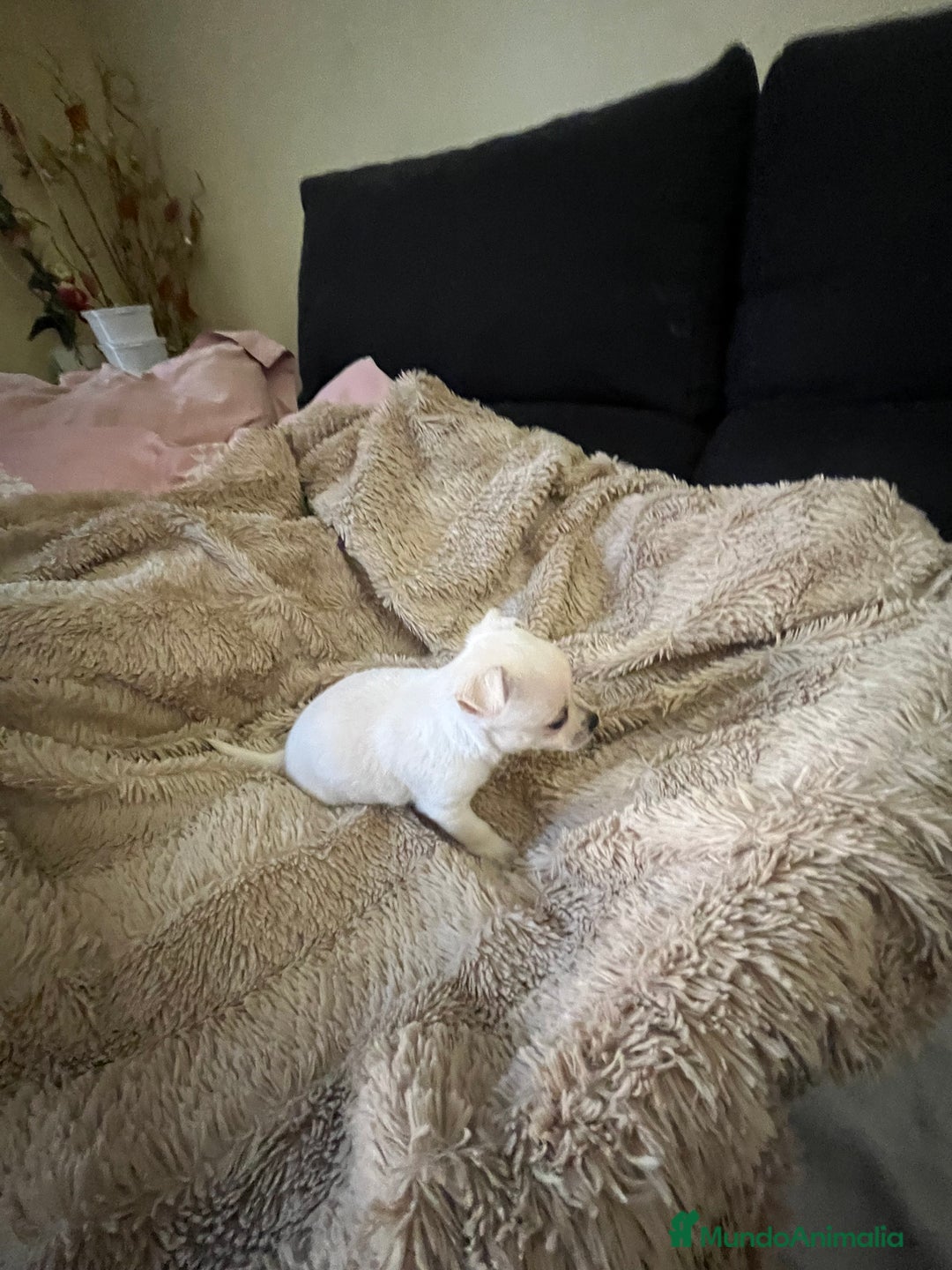 Chihuahua perros en venta: Chihuhua - Anuncio 4