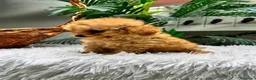Caniche Toy perros en venta: CANICHE TOY - Anuncio 7