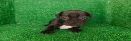Bulldog Francés perros en venta: Bulldog francés  - Anuncio 24