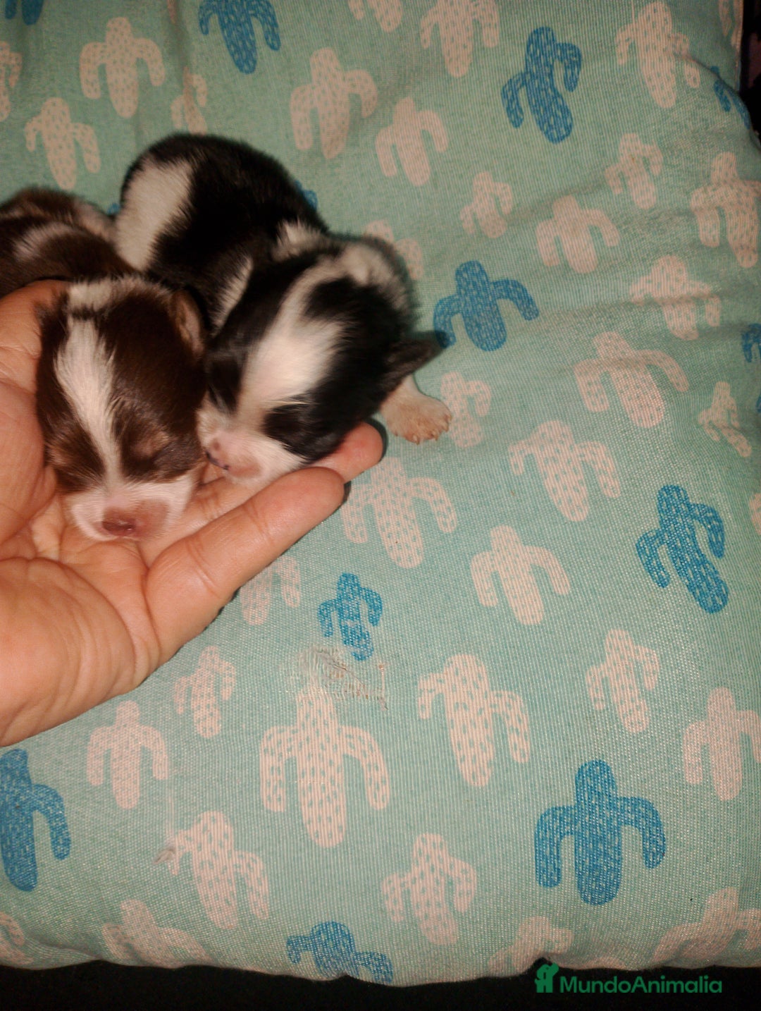 Bichón Maltés perros en venta: Macho de maltipom  - Imagen 4