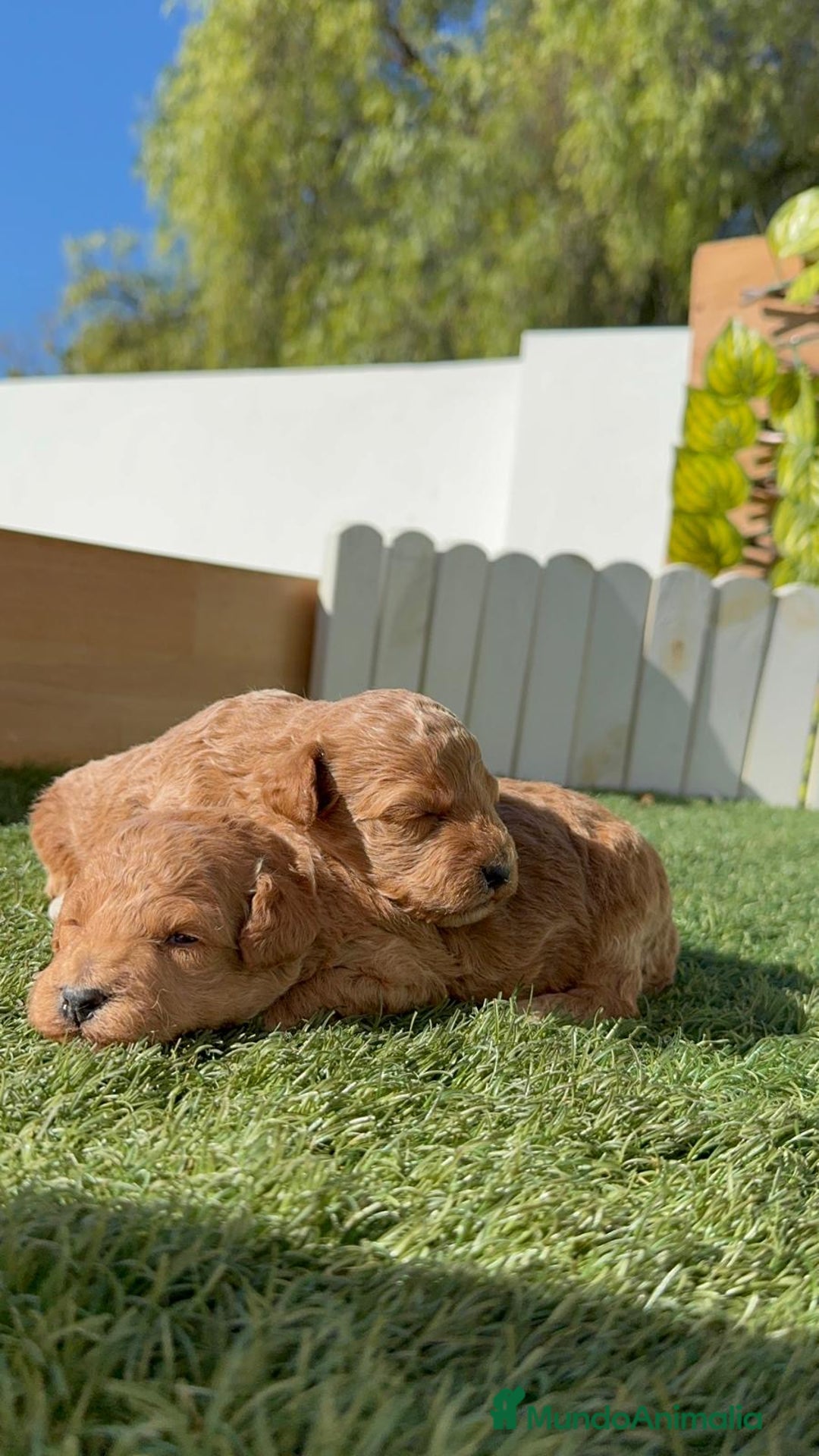 Caniche Toy perros en venta: CANICHE TOY - Imagen 8