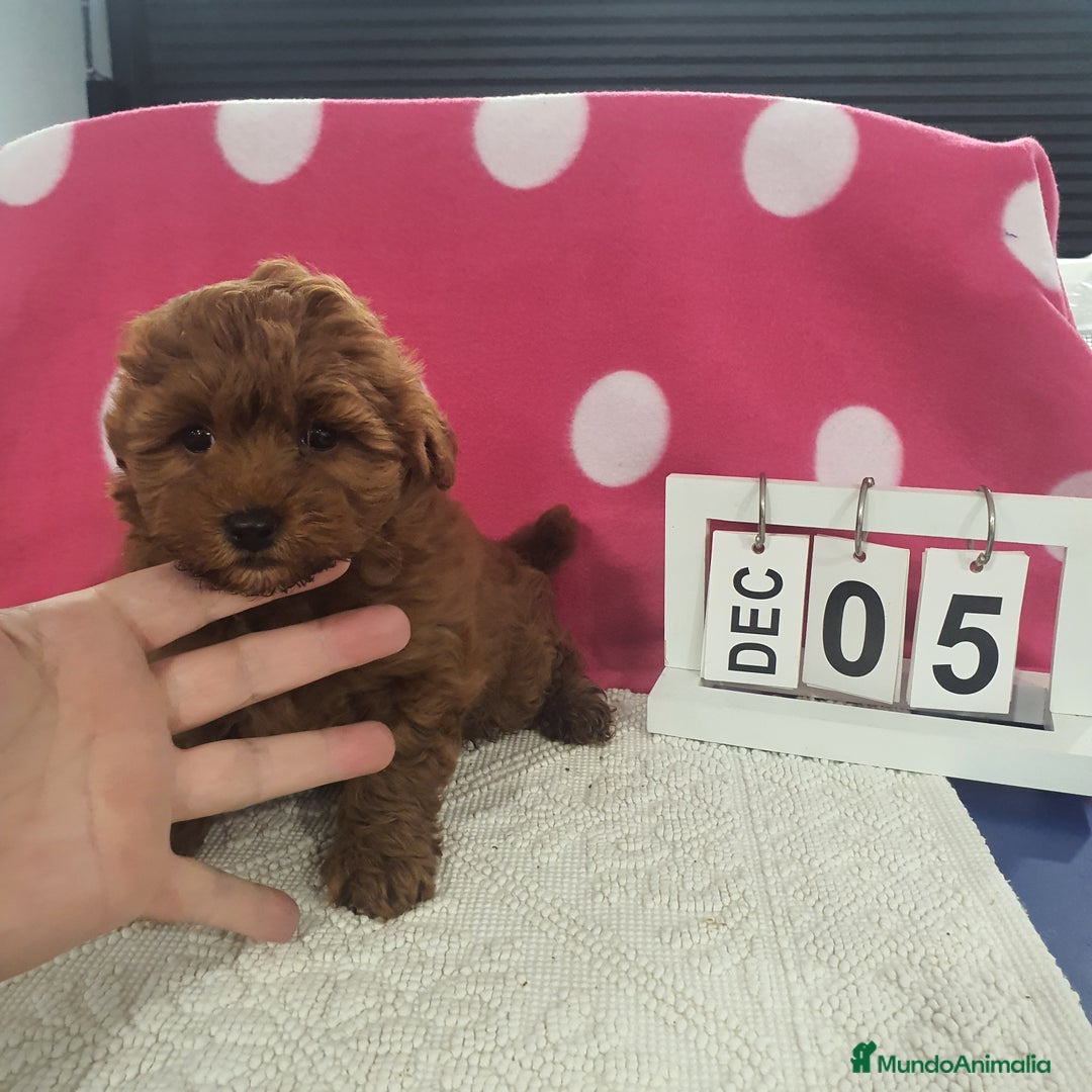 Maltipoo perros en venta: Maltipoo calidad - Anuncio 5