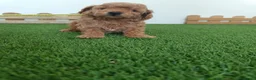 Caniche Toy perros en venta: Caniche enano  - Anuncio 4