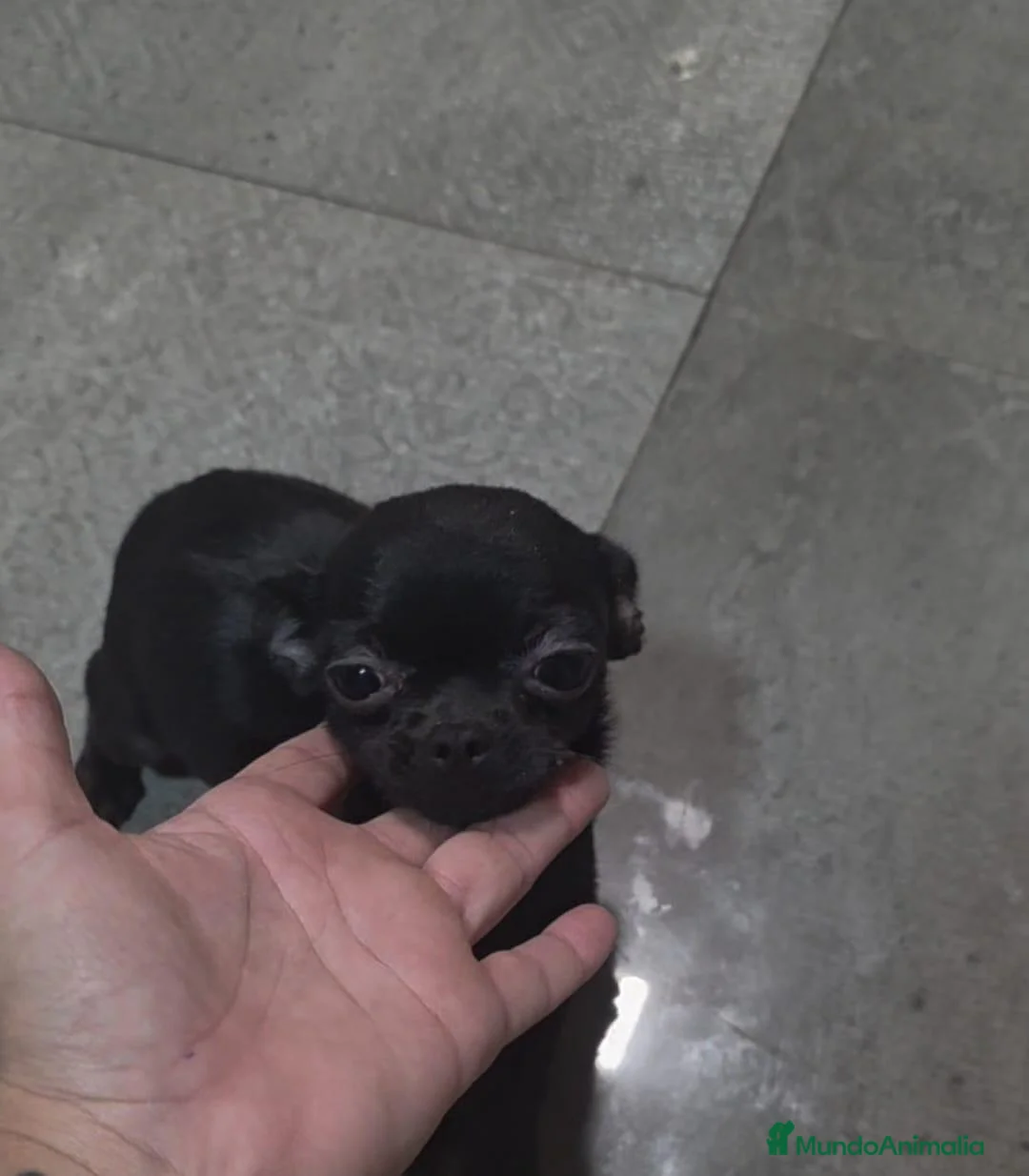 Chihuahua perros en venta: Hembra miniatura chihuahua 💎 - Anuncio 1