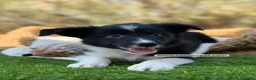 Border Collie perros en venta: CRIADERO DE BORDER COLLIE - Anuncio 4