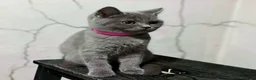 Británico de Pelo Corto gatos en venta: British Shorthair  - Anuncio 5