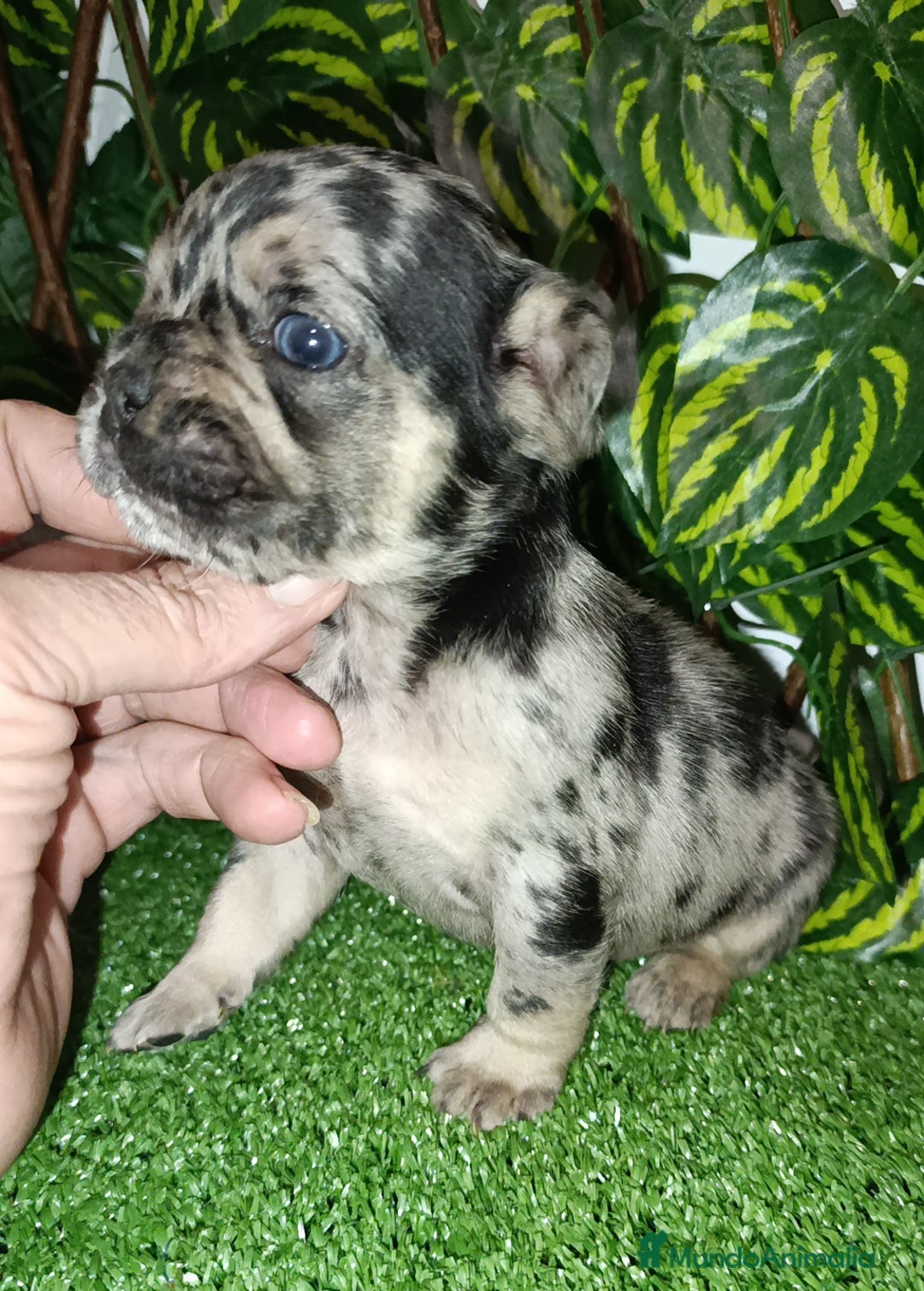 Bulldog Francés perros en venta: Bulldog francés isabellas  - Anuncio 5
