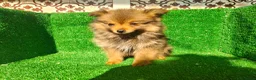 Pomerania perros en venta: Pomerania  - Anuncio 9