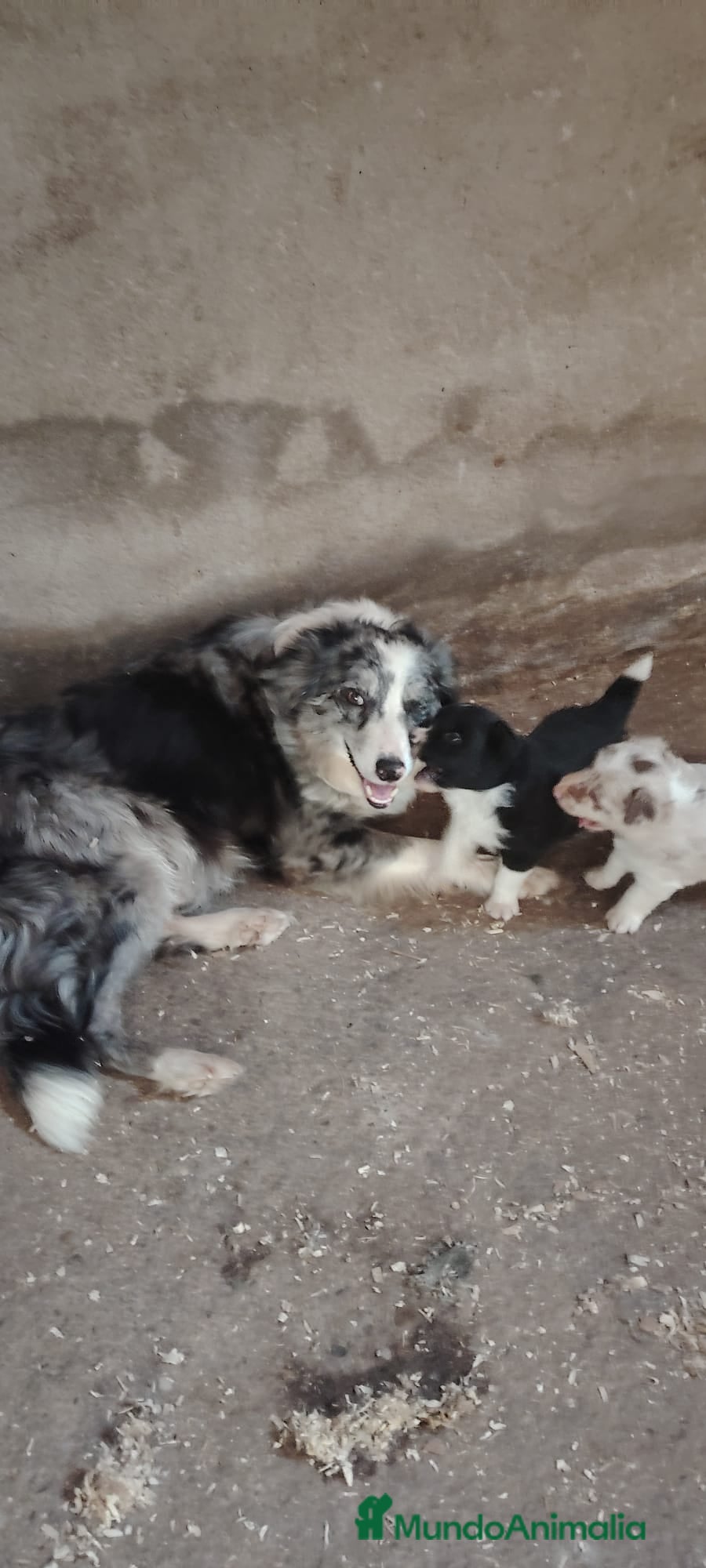 Border Collie perros Border collie - Anuncio 1