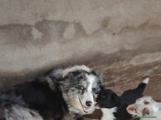 Border Collie perros Border collie - Anuncio 1