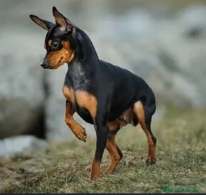 Pinscher Miniatura perros Excelentes cachorros Pinscher en miniatura  - Anuncio 1