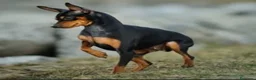 Pinscher Miniatura perros en venta: Excelentes cachorros Pinscher en miniatura  - Anuncio 1