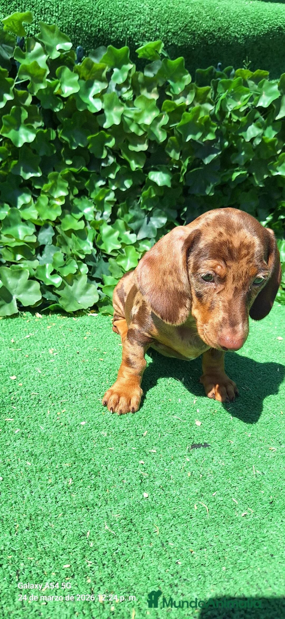 Teckel Miniatura perros en venta: Teckel miniatura  - Anuncio 1