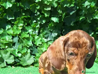 Teckel Miniatura perros Teckel miniatura - Anuncio 1