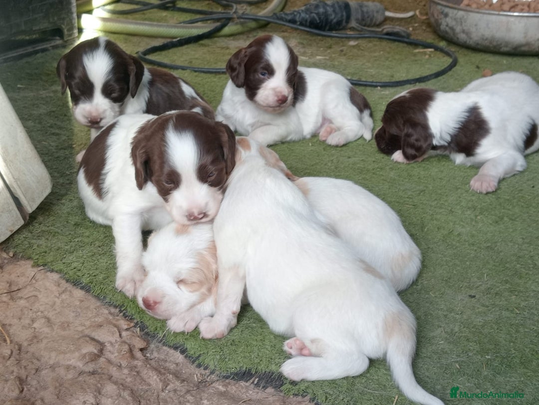 Épagneul Breton perros en venta: SPANIEL BRETÓN 8 SEMANAS DE EDAD  - Imagen 1