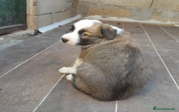 Border Collie perros en venta: BORDER COLLIE SABLE - Imagen 5
