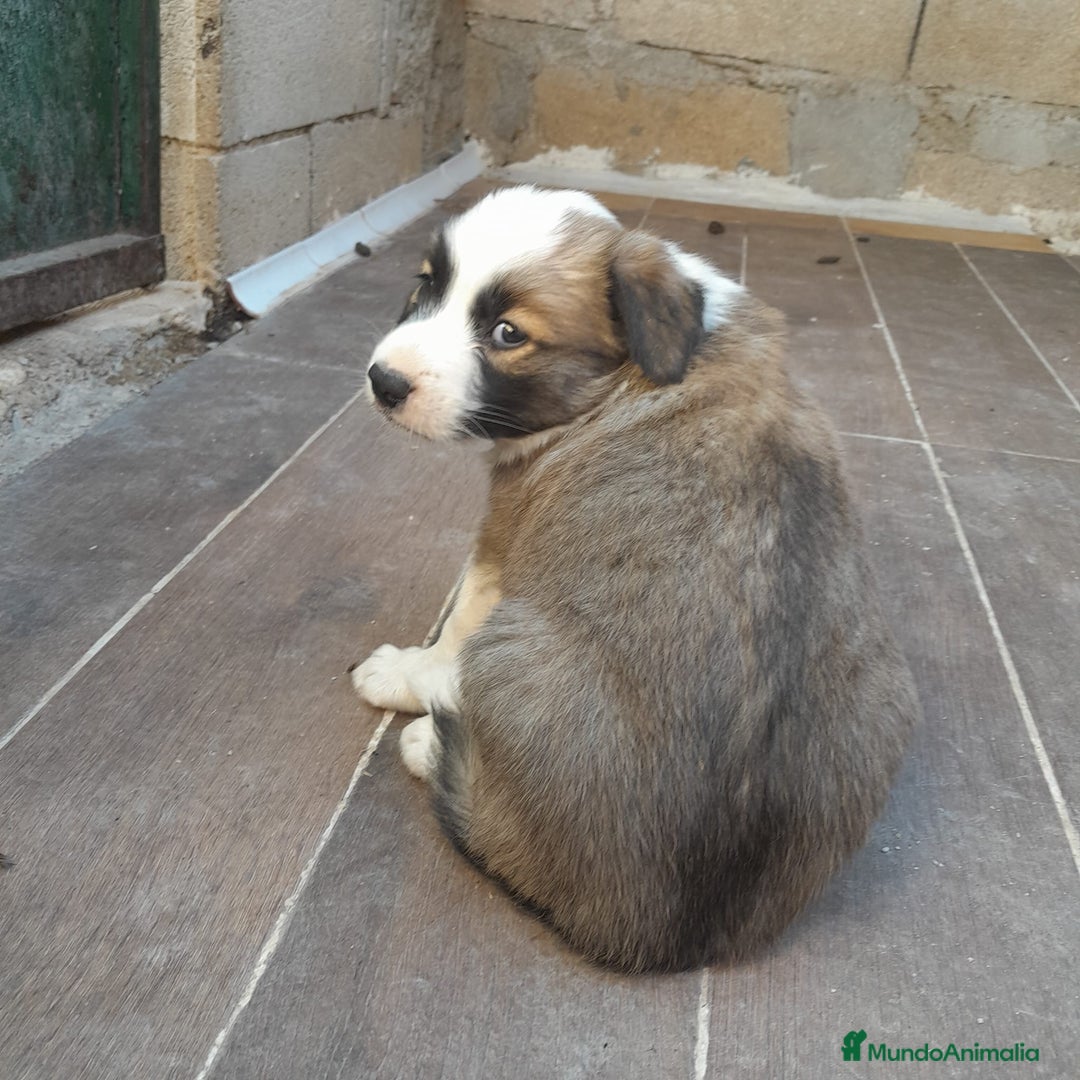 Border Collie perros en venta: BORDER COLLIE SABLE - Imagen 5