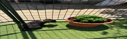 Pastor Belga Malinois perros en venta: PASTOR BELGA MALINOIS - Anuncio 15