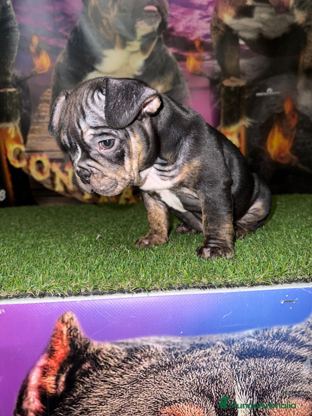 American Bully perros en venta: American Bully  - Anuncio 4