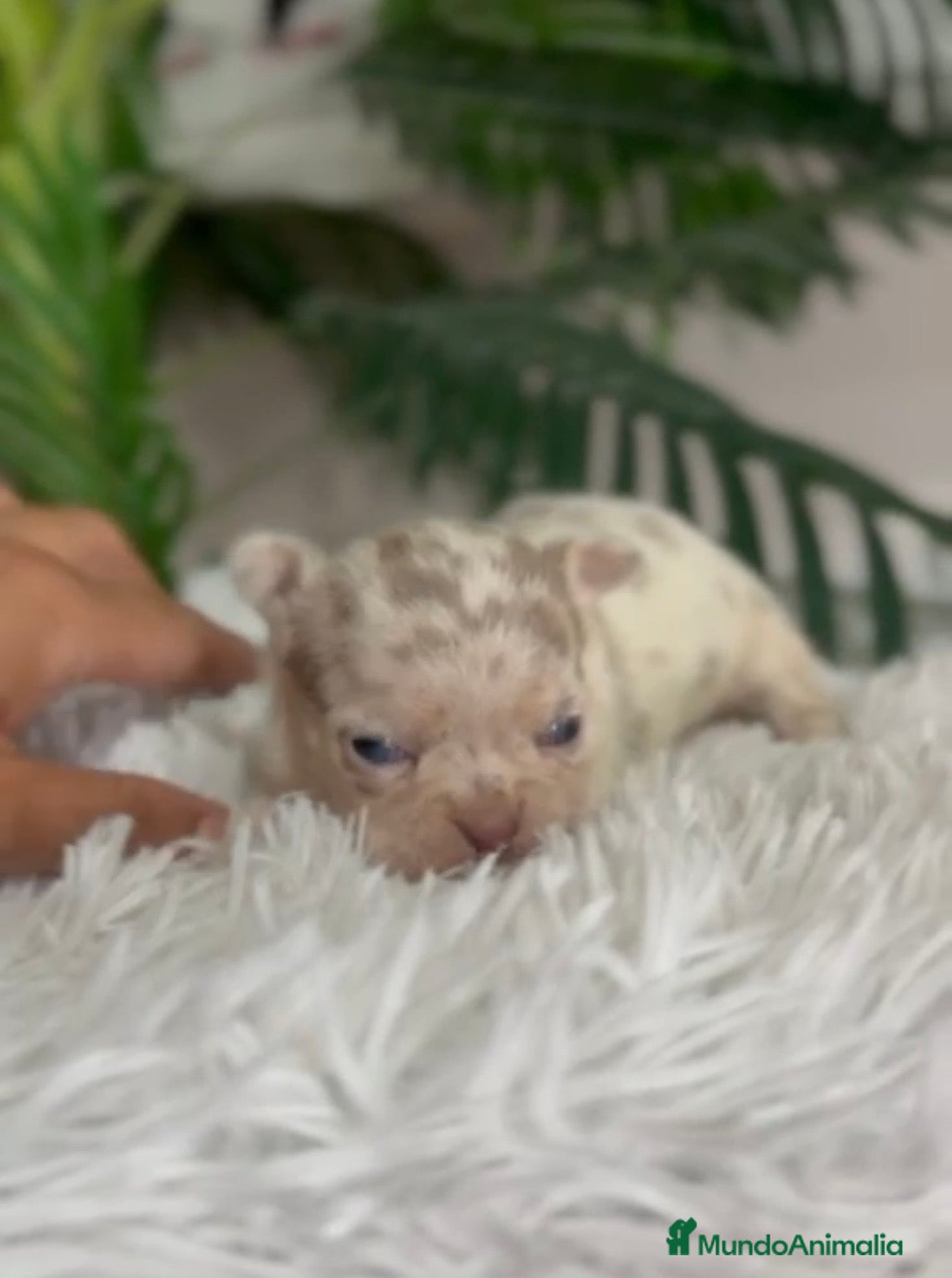 Chihuahua perros CHIHUAHUA HEMBRA MERLE - Anuncio 1