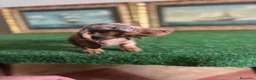 Teckel Miniatura perros en venta: Disponible preciosa cachorra de teckel miniatura  - Anuncio 1