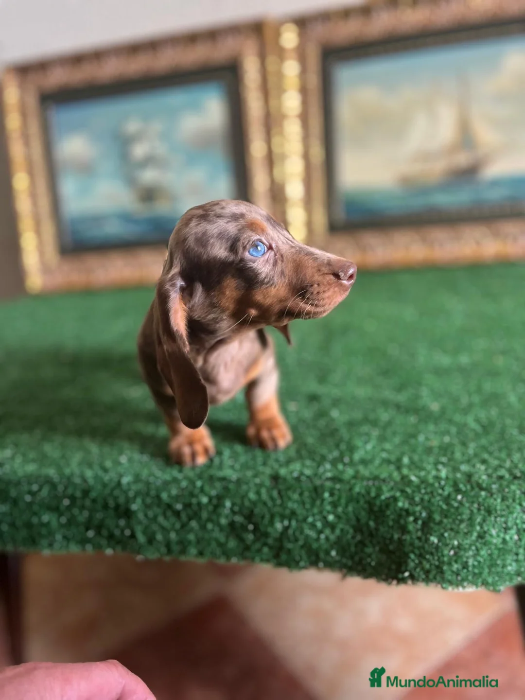 Teckel Miniatura perros en venta: Disponible preciosa cachorra de teckel miniatura  - Anuncio 1