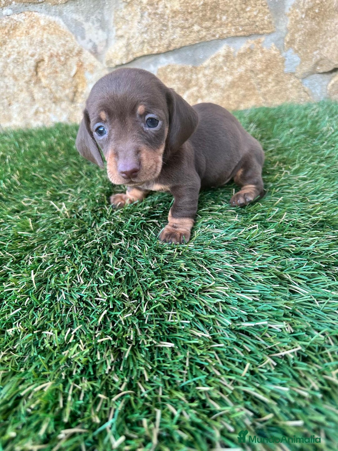 Teckel Miniatura perros en venta: Teckel Mini Hembra Isabella - Anuncio 10