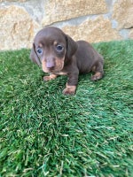 Teckel Miniatura perros Teckels Mini Isabello - Anuncio 8