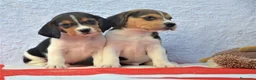 Beagle perros en venta: Cachorros de beagle tricolor  - Anuncio 6