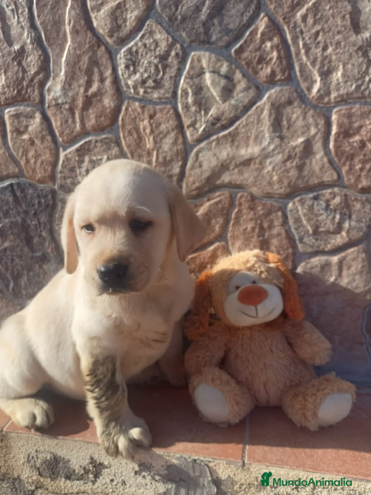 Labrador Retriever perros Labrador retriever dorado  - Anuncio 2