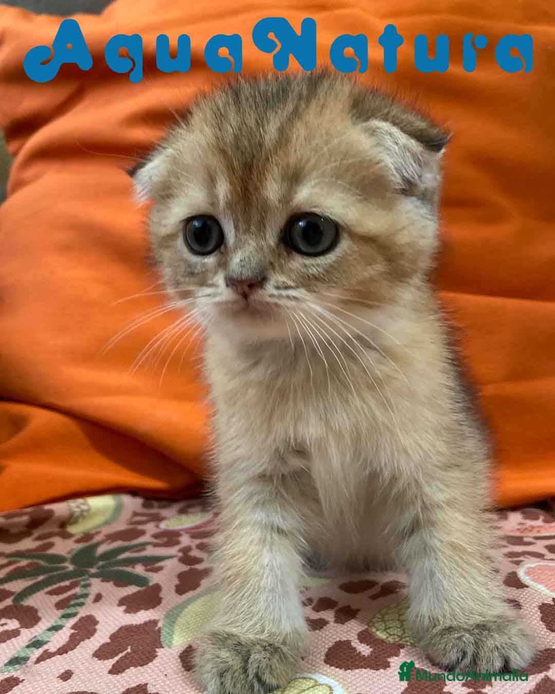 Scottish Fold gatos en venta: Scottish Fold Hembra 6419 AQUANATURA - Imagen 2