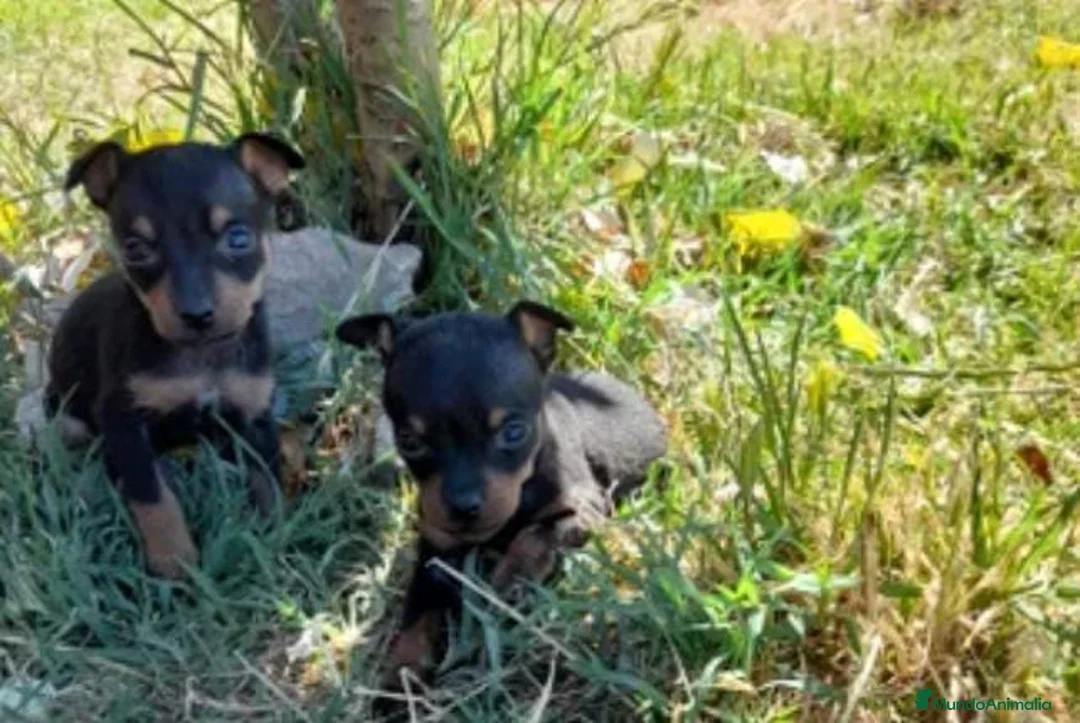 Ratón de Praga perros en venta: Mini pincher - Anuncio 1